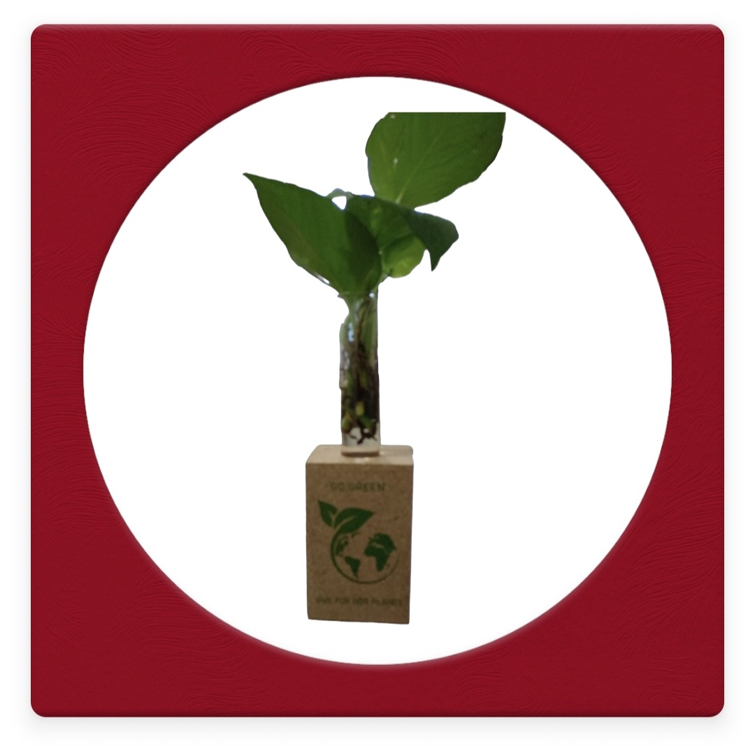 Cork Planter 9